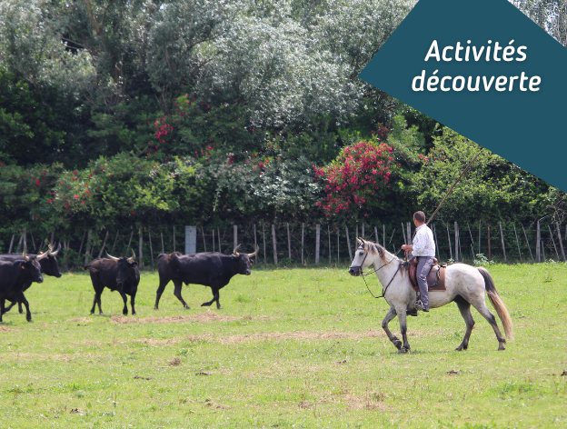 Découvrir la Camargue, activités en famille