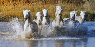 Tourism in Camargue