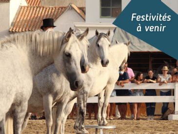 festivités en camargue