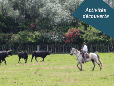 Voyager en Camargue, activités découverte